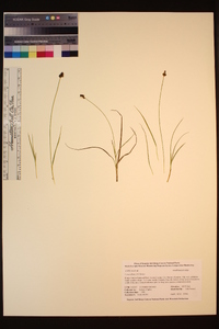 Carex illota image